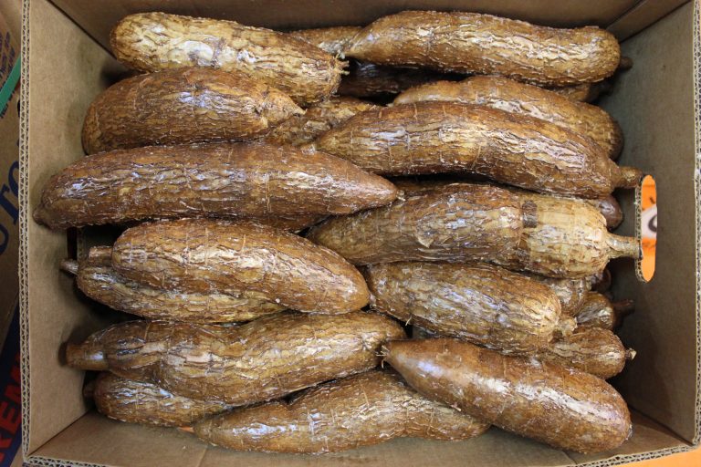 Manioc