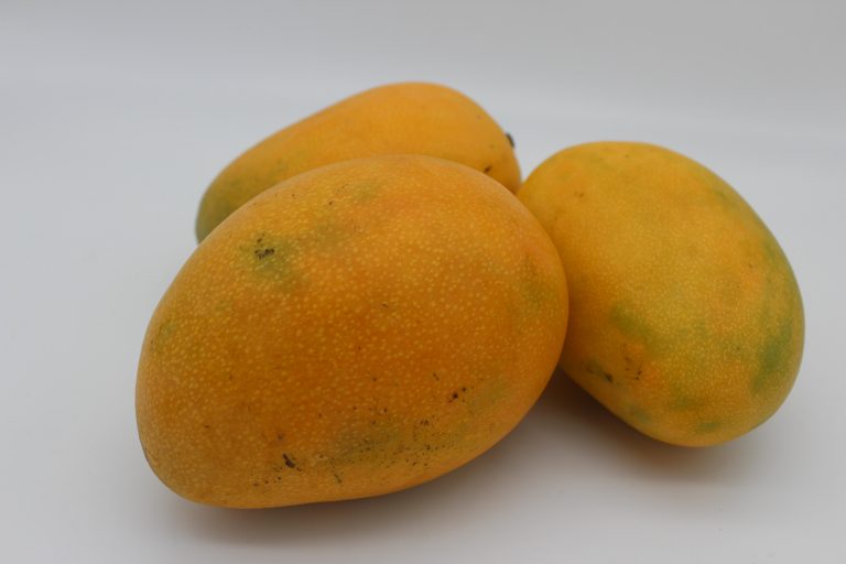 Mangue