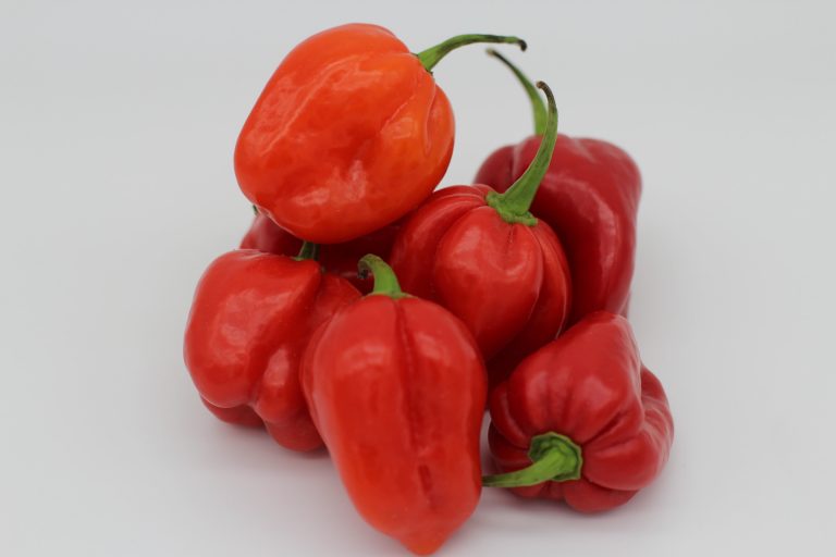 Piment