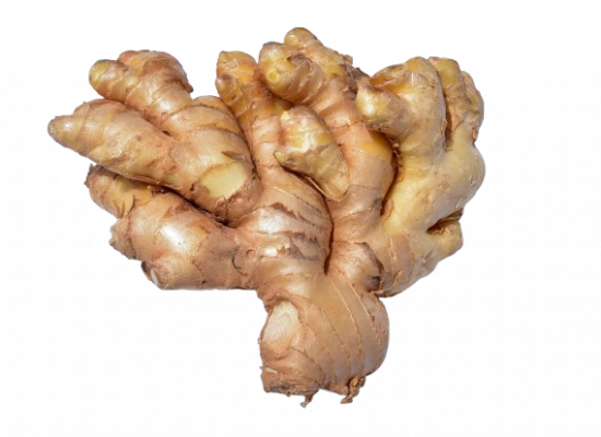 Gingembre d'Amérique du sud